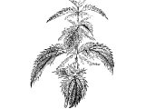 Nettle (Urtica dioica), Heb ChaRUL (Job.30.7, Prov.24.30,31, Zeph.2.9). Also Heb. QiMOSh and QiMaShON (Is.34.13, Hos.9.6)
